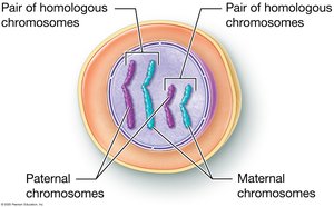 Diagram of homologous chromosomes in a cell, showing paternal and maternal chromosomes