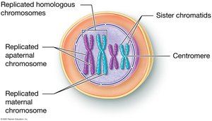 Diagram showing replicated homologous chromosomes with sister chromatids and centromere
