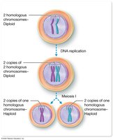 Diagram showing the stages of meiosis: DNA replication, Meiosis I, and resulting haploid cells