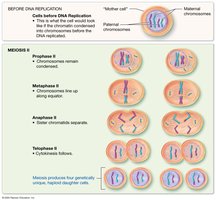 Diagram of meiosis II stages showing separation of sister chromatids and formation of four haploid cells