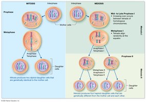 Comparison chart of mitosis and meiosis phases and outcomes