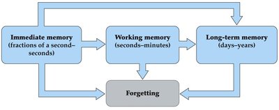 Diagram of temporal categories of memory