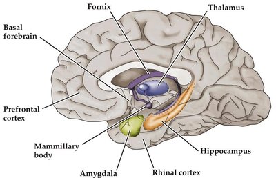 Summary of diencephalic pathology in memory disorder