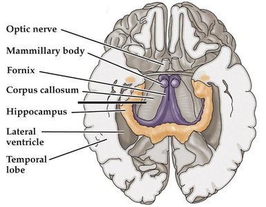 Sagittal view of brain showing memory-related structures