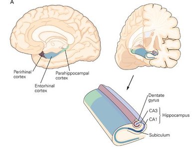 Coronal view of brain showing hippocampus and related structures