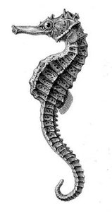 Detailed hippocampal anatomy