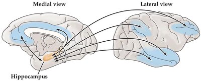 Hippocampus and cortical association areas