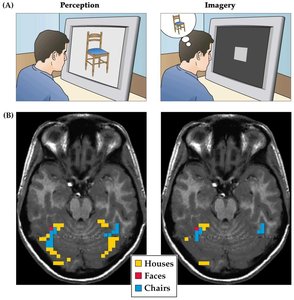Reactivation of visual cortex during recall