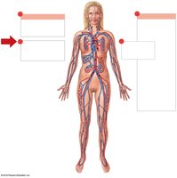 Diagram of systemic and pulmonary circulation in the human body