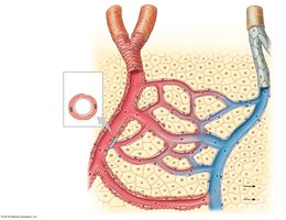 Diagram of a capillary bed with sphincters and anastomoses