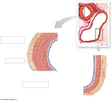 Histological section of a blood vessel wall showing tunics