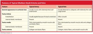 Table comparing features of arteries and veins