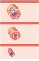 Diagram of different types of veins