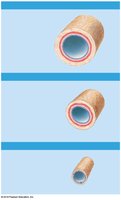 Diagram of different types of arteries