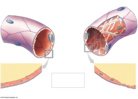 Detailed structure of continuous and fenestrated capillaries