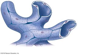 Diagram of sinusoidal capillaries