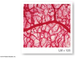 Micrograph of a capillary bed