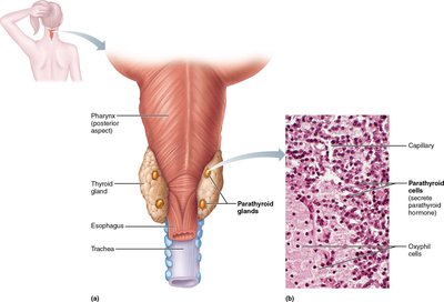 Anatomy and histology of the parathyroid glands
