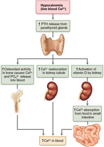 Mechanism of PTH action on calcium homeostasis