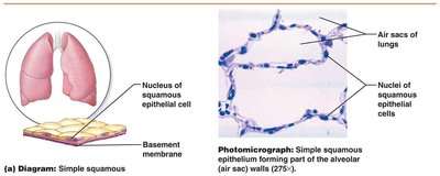 Simple squamous epithelium diagram and photomicrograph