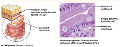 Simple columnar epithelium diagram and photomicrograph