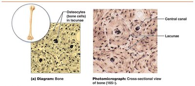 Dense regular fibrous connective tissue diagram and photomicrograph