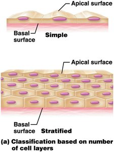 Simple and stratified epithelial tissue diagram