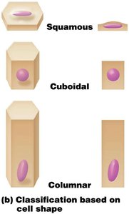 Squamous, cuboidal, and columnar cell shapes