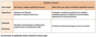 Function of epithelial tissue related to tissue type table