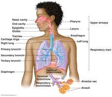 Diagram of the respiratory tract, showing upper and lower airways, bronchi, bronchioles, and alveoli