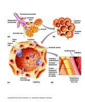 Detailed structure of alveoli, showing Type I and II cells, capillaries, and respiratory membrane