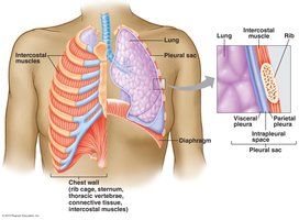 Thoracic cavity showing lungs, pleural sacs, and diaphragm