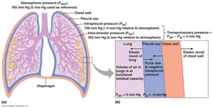 Diagram showing pulmonary pressures at rest, including atmospheric, intra-alveolar, and intrapleural pressures
