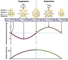 Graph showing changes in intra-alveolar pressure and lung volume during inspiration and expiration