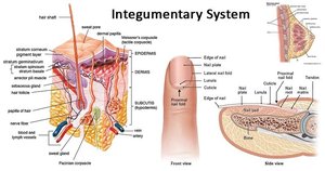 Diagram of the integumentary system showing skin layers and accessory structures