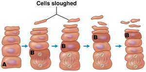 Keratinocyte life cycle and cell sloughing