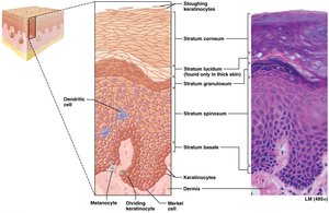 Stratum granulosum and keratinization