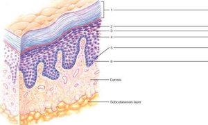 Mnemonic for epidermal layers