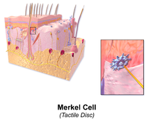 Merkel cell tactile disc