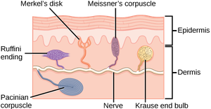 Sensory receptors in dermis