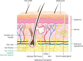 Subcutaneous layer and boundary with dermis