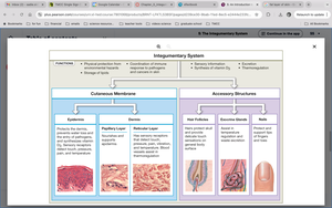 Table summarizing functions and structures of the integumentary system