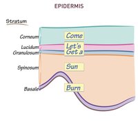 Mnemonic for epidermal layers: Come Let's Get a Sun Burn