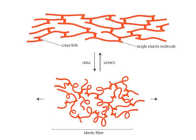 Elastic fiber structure