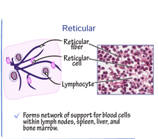 Reticular fiber structure