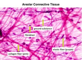 Areolar connective tissue micrograph