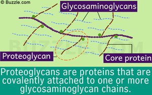 Proteoglycan structure with GAGs and core protein