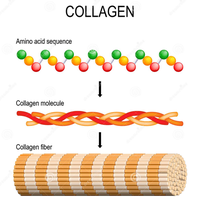 Collagen fiber structure