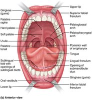 Anterior view of the oral cavity (mouth)