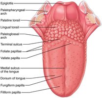 Dorsal surface of the tongue and tonsils